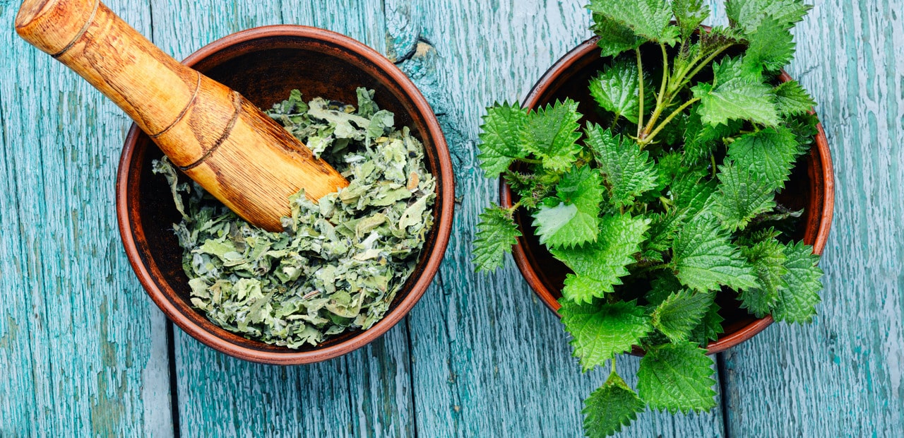 Image of dried and fresh nettle leaves