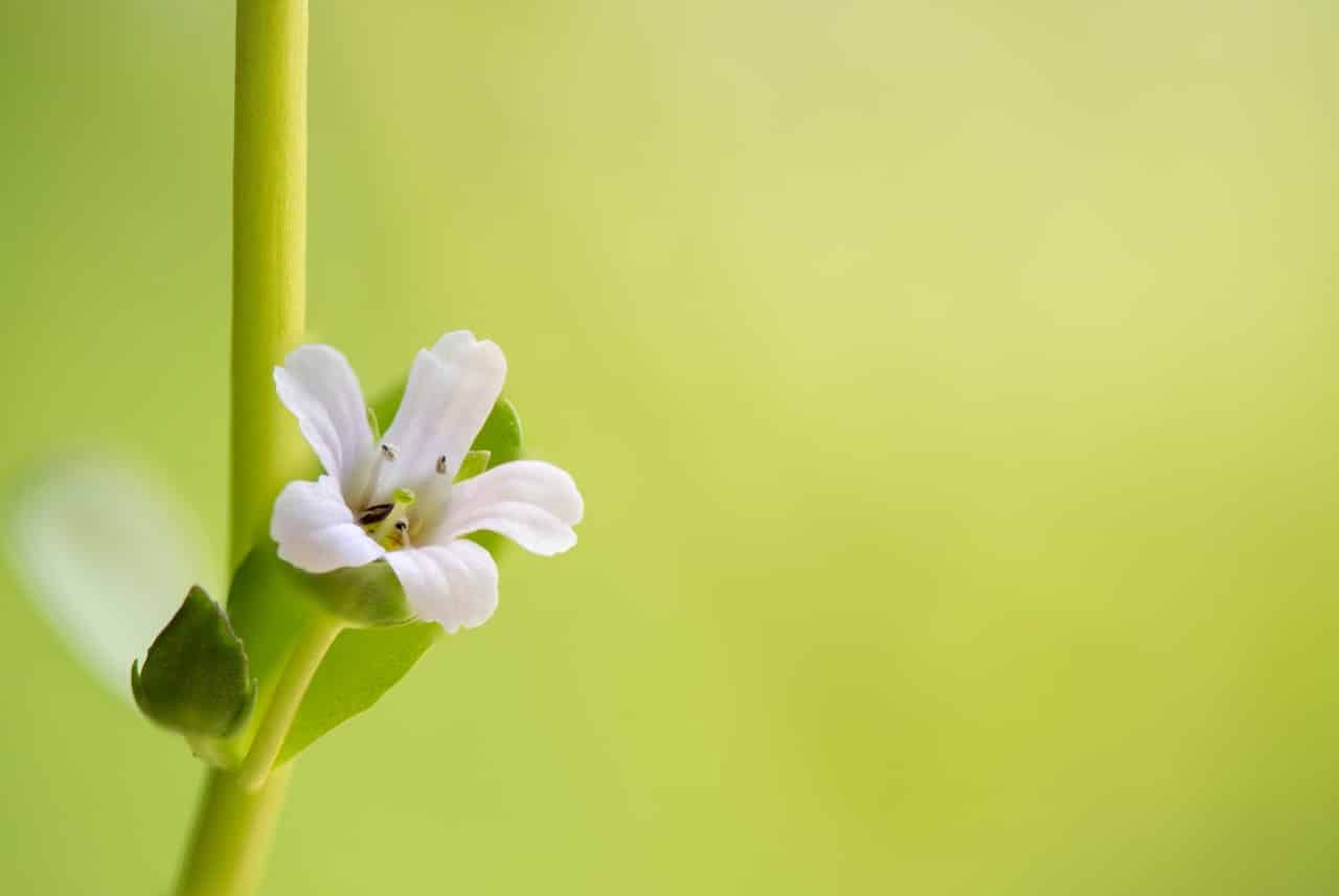 An Expert’s Take On Brahmi Plant and Its Health Benefits- HealthifyMe