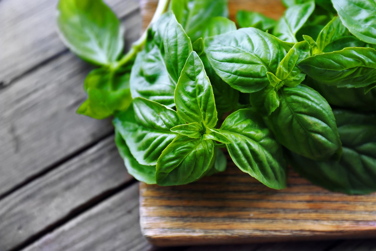 Basil Leaves: Nature’s Anti-Inflammatory Superfood